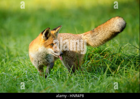 Rotfuchs im grünen Rasen von Seite Rückblick und seine Zunge rausstrecken Stockfoto