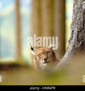 Eurasischer Luchs Hidding hinter Baumstamm im Herbst Stockfoto