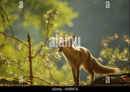 Rotfuchs lecken es selbst im Wald Schönheit Herbst backllight Stockfoto