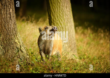 Wildschwein Baby Schnupfen Seite zwischen Baumstämmen Stockfoto