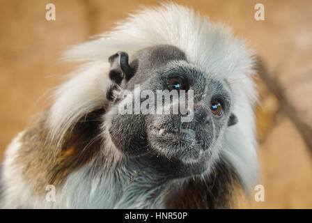 Baumwoll-Top Tamarin von Closeup Blick interessiert um Stockfoto