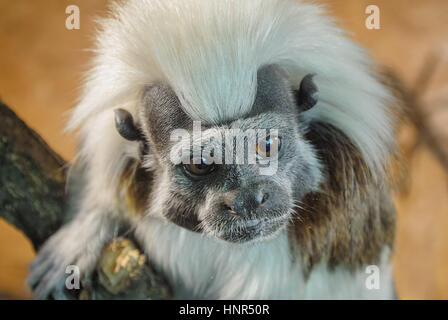 Baumwoll-Top Tamarin von Closeup Blick interessiert um Stockfoto