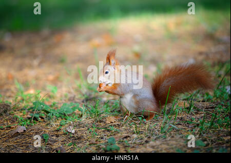 Niedliche Eichhörnchen Essen Mutter im Herbst Waldboden zwischen grünen Rasen. Foto mit schönen erlauben Farben im Hintergrund. Stockfoto