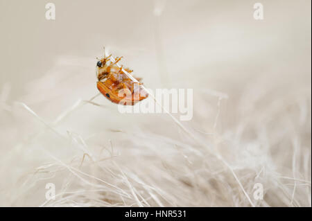 Marienkäfer sah aus wie ein Monster aus Horror. Gruselige Fehler Klettern auf Beige Stiele. Stockfoto