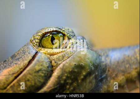 Detailansicht für Gangesgavial Auge. Gavial von detail Stockfoto