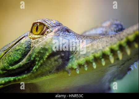 Gavial mit offenem Mund und Zähne. Gangesgavial Auge Detail und Haut von Detailansicht Stockfoto