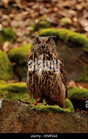 Eurasische Adler-Eule steht auf dem Felsen mit Moos Stockfoto