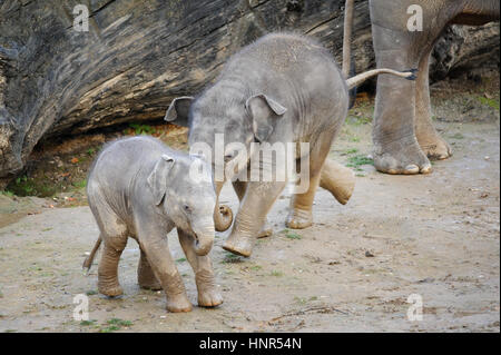 Zwei niedliche baby-Elefanten spielen auf grauen Schlamm Stockfoto