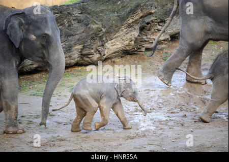 Baby-Elefant, die zu Fuß in eine Herde Elefanten im Schlamm Stockfoto