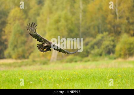Steppe Eagle fliegen über das grüne Feld Stockfoto
