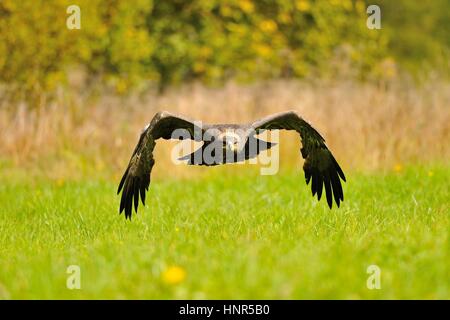 Steppe Eagle fliegen über das grüne Feld Stockfoto