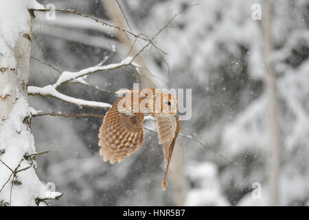 Fliegen im Winter Zeit Whne Waldkauz schneit Stockfoto