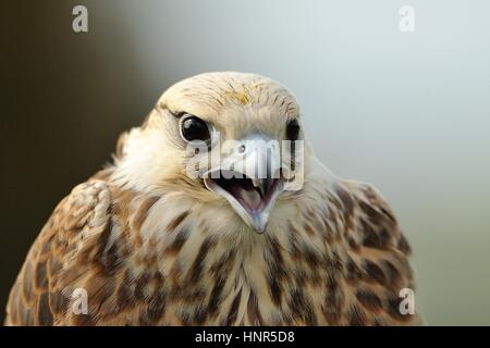 Closeup Lanner Falcon Porträt mit geöffneten Schnabel Stockfoto