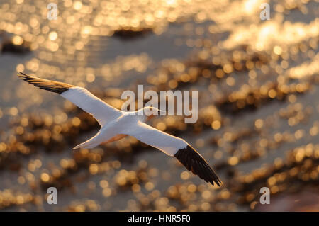 Basstölpel über wellige Golden fliegen sehen während des Sonnenuntergangs Stockfoto