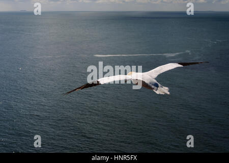 Basstölpel fliegen als Symbol der Freiheit über blaue wellenförmige Ozean Stockfoto