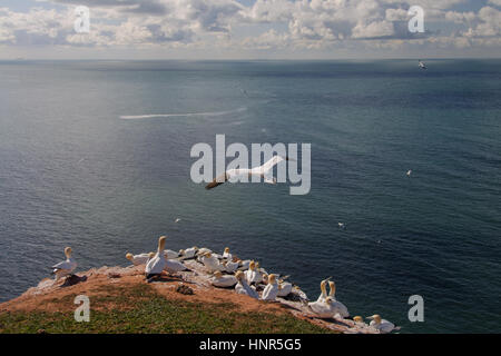 Basstölpel fliegen über Vögel Kolonie auf Klippe in der Nähe von dem Stuhl Stockfoto