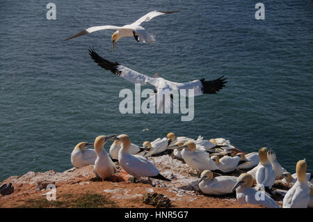 Basstölpel fliegen über Vögel Kolonie auf Klippe in der Nähe von dem Stuhl Stockfoto