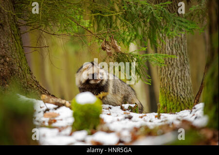Marderhund, Wandern im Winterwald Stockfoto