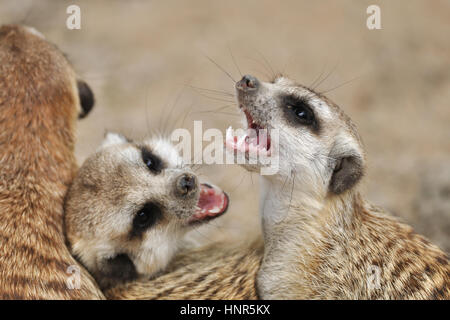 Erdmännchen in Gruppe mit offenem Mund und sichtbaren Zähne Stockfoto