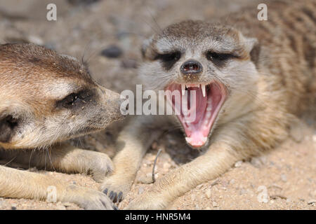 Erdmännchen in Gruppe mit offenem Mund und sichtbaren Zähne Stockfoto