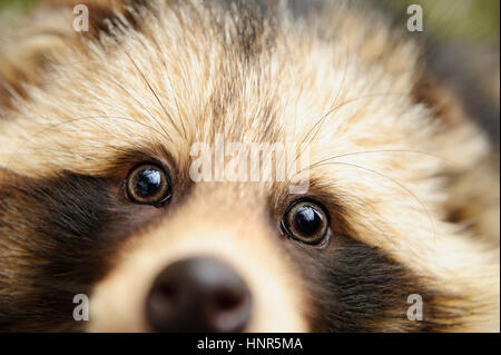 Waschbär Hund süß close-up Potratit im Winterwald Stockfoto