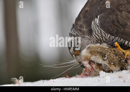 Arrangierte Fotografie Northern Goshawk sitzen auf tote Kaninchen Stockfoto