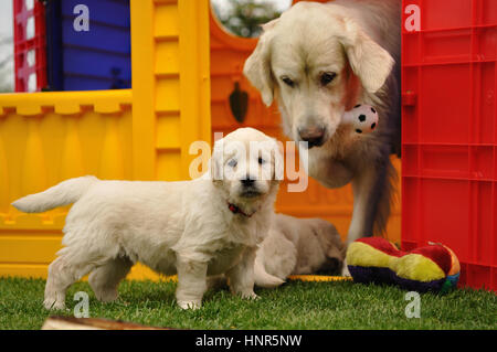 Golden Retriever-Welpe mit seiner Mutter und Spielzeug Stockfoto