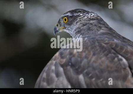 Nördlichen Habicht von linken Rückseite Stockfoto