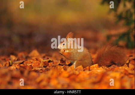 Eichhörnchen mit Haselnuss auf rot und Orange gefallen Blätter Stockfoto