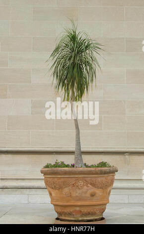 Beaucarnea Recurvata, Pferdeschwanz Palm, Stockfoto