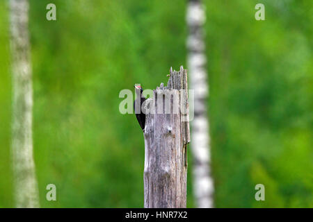 Schwarzspecht (Dryocopus Martius) männlichen entlang toten Baumstamm im Wald auf der Suche nach Futter rodet Stockfoto