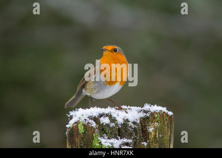 Rotkehlchen (Erithacus Rubecula) thront auf alten Holzzaun im Schnee im winter Stockfoto