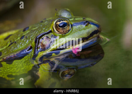 Essbare Frosch / gemeinsame Wasser Frosch / grüner Frosch (außer kl. Esculentus / Rana kl. Esculenta) im Teich Stockfoto