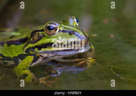 Essbare Frosch / gemeinsame Wasser Frosch / grüner Frosch (außer kl. Esculentus / Rana kl. Esculenta) im Teich Stockfoto