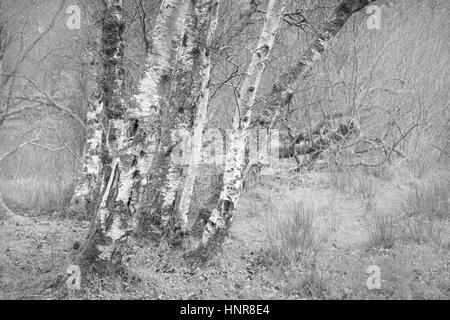 Ty Canol Wald Pembrokeshire Wales Stockfoto