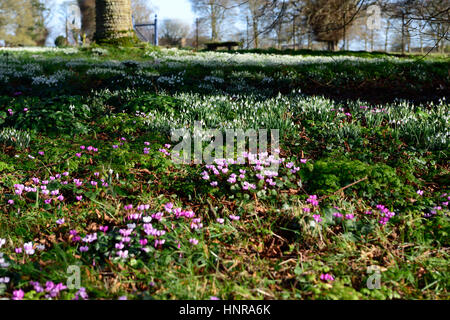 galanthus nivalis, Cyclamen coum, Rasen, Schneeglöckchen, Schneeglöckchen, Frühling, Blume, Blumen, Blüte, ummauerten Garten, RM Floral Stockfoto