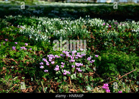 galanthus nivalis, Cyclamen coum, Rasen, Schneeglöckchen, Schneeglöckchen, Frühling, Blume, Blumen, Blüte, ummauerten Garten, RM Floral Stockfoto