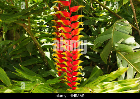 Rot Heliconia Blume in natürlicher Umgebung, Brasilien Stockfoto