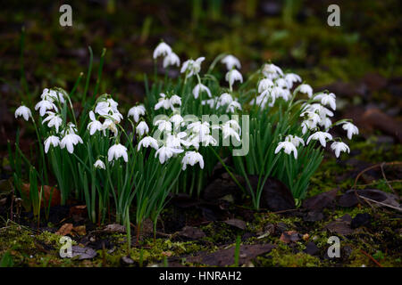 galanthus nivalis flore pleno, Schneeglöckchen, Frühling, Blume, Blumen, Blüte, RM Floral Stockfoto