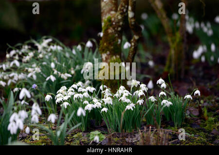 galanthus nivalis flore pleno, Schneeglöckchen, Frühling, Blume, Blumen, Blüte, RM Floral Stockfoto