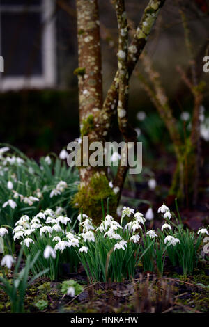 galanthus nivalis flore pleno, Schneeglöckchen, Frühling, Blume, Blumen, Blüte, RM Floral Stockfoto