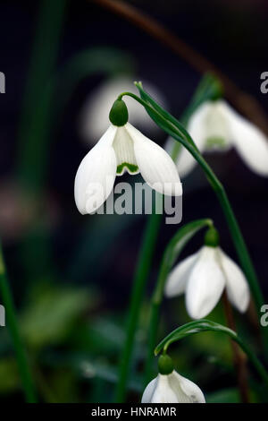 galanthus straffan, Schneeglöckchen, Schneeglöckchen, Frühling, Blume, Blumen, Blüte, ummauerter Garten, RM Floral Stockfoto