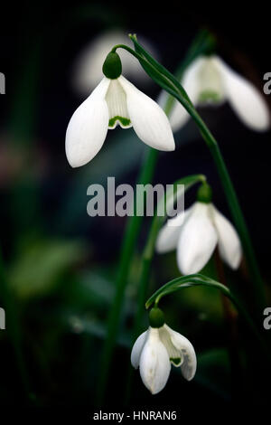 galanthus straffan, Schneeglöckchen, Schneeglöckchen, Frühling, Blume, Blumen, Blüte, ummauerter Garten, RM Floral Stockfoto