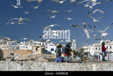 Stock Foto - Möwen-Kreis um den Fischern am Kai von der Skala De La Ville in Essaouira in Marokko, Nordafrika Stockfoto