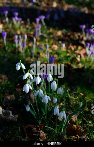 Galanthus Nivalis, Eranthis Hyemalis, Krokus, Schneeglöckchen, Schneeglöckchen, Frühling, gelb, weiß, lila, Blume, Blumen, Blüte, Rasen, verwildern, Stockfoto