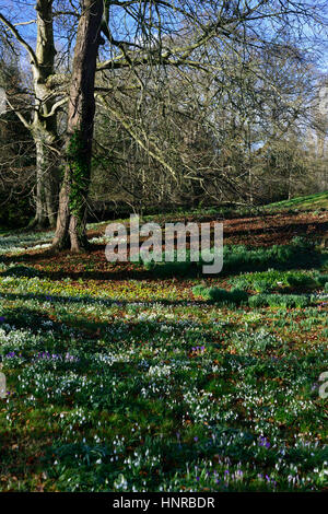 Galanthus Nivalis, Eranthis Cilicia, Krokus, Schneeglöckchen, Schneeglöckchen, Frühling, gelb, weiß, lila, Blume, Blumen, Blüte, Rasen, verwildern, Natura Stockfoto