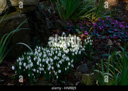 Galanthus Nivalis Schneeglöckchen, Schneeglöckchen, Cyclamen Coum, weiß, lila, Blume, Blumen, Blüte, Kombination, mischen, gemischt, Kombination, RM Floral Stockfoto