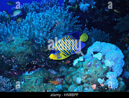 Eine königliche Kaiserfisch (Pygoplites Diacanthus) schwimmen entlang der Seeseite eines Korallenriffs. Indo-Pazifik Verteilung- aber am besten Farben im Roten Meer. Stockfoto