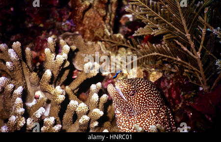 Eine geschnürte Muräne (Gymnothorax Favagineus) mit ein Bluestreak Reinigungsmittel Wrasse (Labroides Dimidiatus) oberhalb der Mündung. Eine Reinigungsstation. Im Roten Meer. Stockfoto