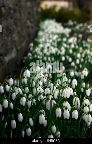 Galanthus Nivalis, weiß, Schneeglöckchen, Schneeglöckchen, wachsen, wachsen, Schutz, geschützt, Wand, Frühling, Blume, Blumen, Blüte, verklumpen, Primrose Hill, Luc Stockfoto